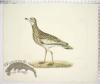 Common Thick Knee